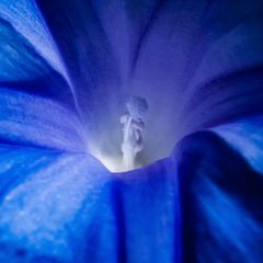 Ipomoea