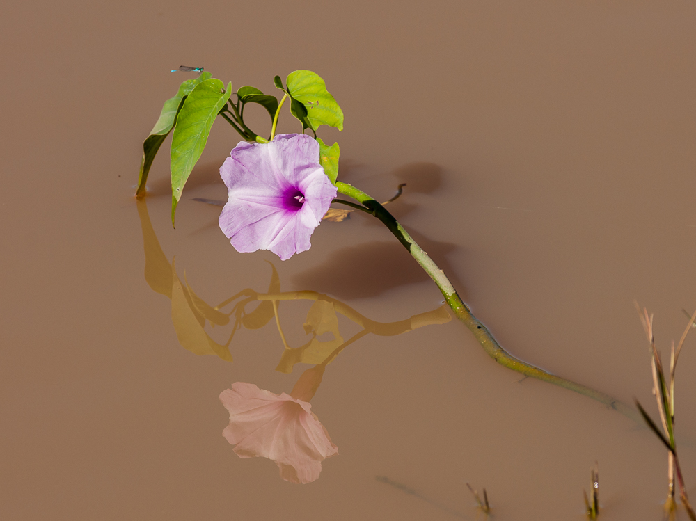 Ipomoea carnea