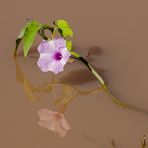 Ipomoea carnea