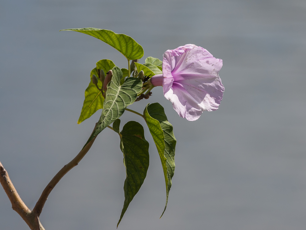 Ipomoea carnea - II