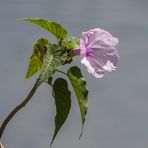 Ipomoea carnea - II