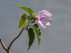 Ipomoea carnea - II