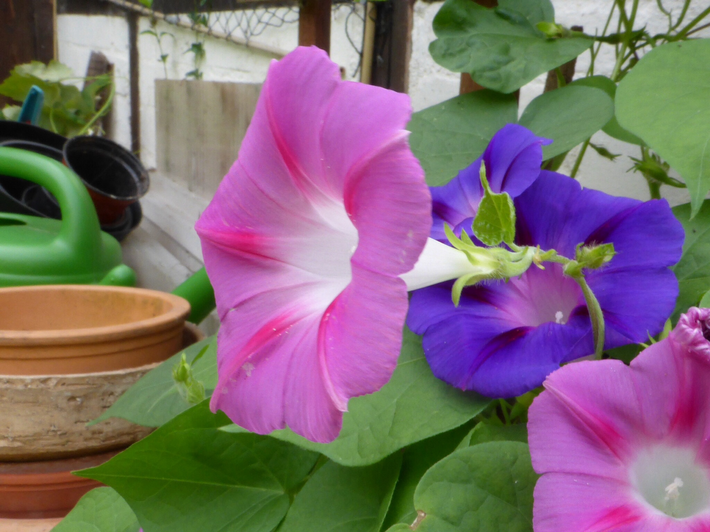 Ipomoea ...