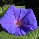 Ipomoea indica 2