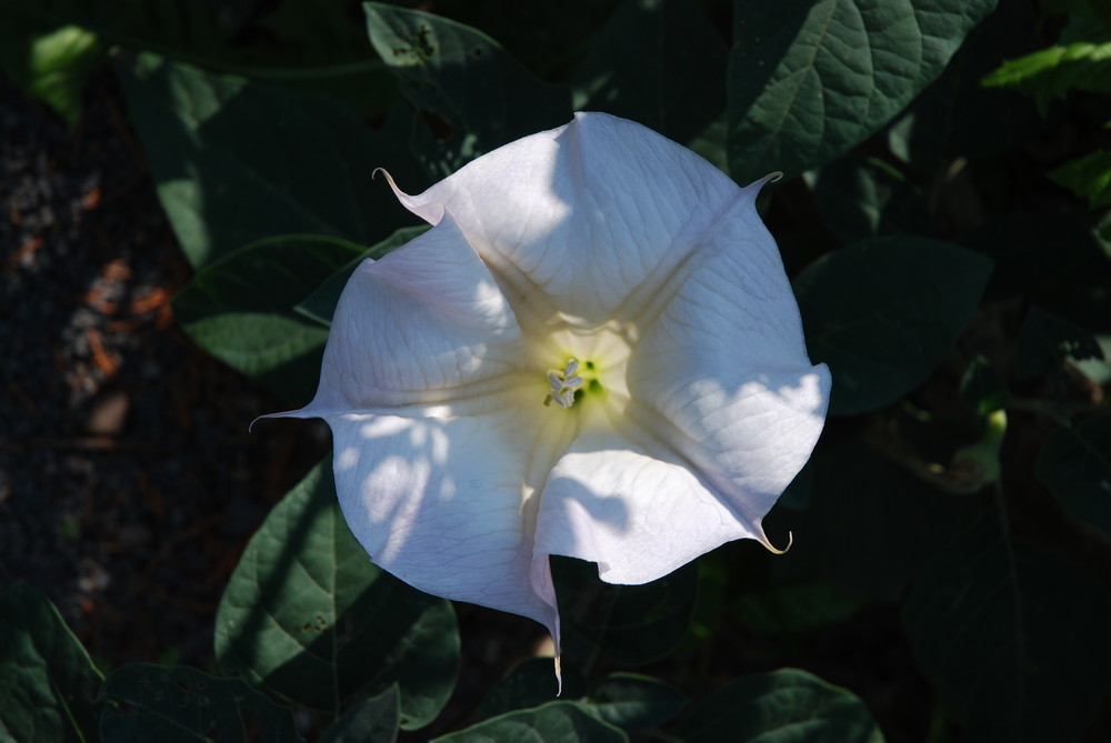 ipomoea moony (morning glory)