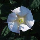 ipomoea moony (morning glory)