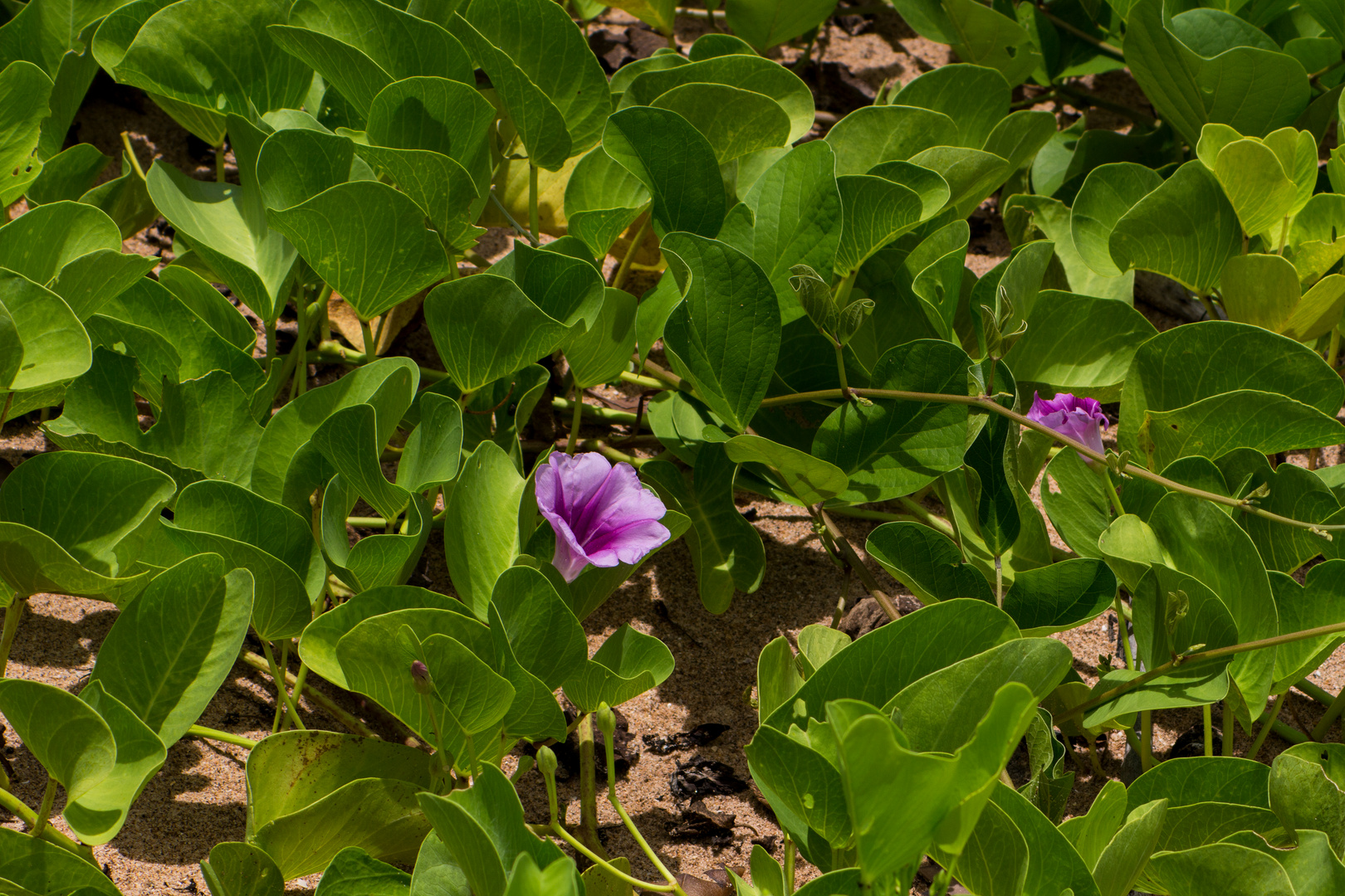 Ipomoea pes-caprae ssp. brasiliensis