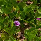 Ipomoea pes-caprae ssp. brasiliensis