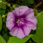 Ipomoea pes-caprae ssp. brasiliensis