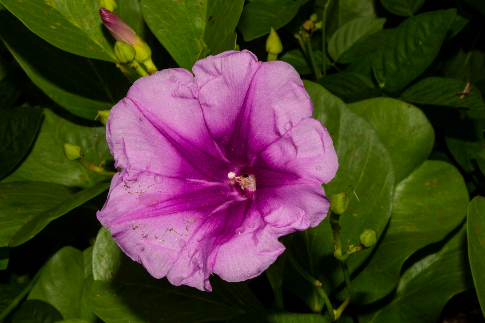 Ipomoea pes-caprae ssp. brasiliensis