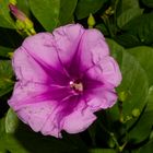 Ipomoea pes-caprae ssp. brasiliensis