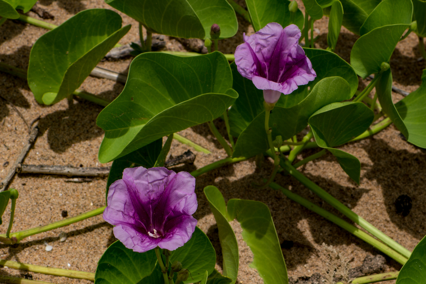 Ipomoea pes-caprae ssp. brasiliensis