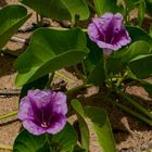 Ipomoea pes-caprae ssp. brasiliensis