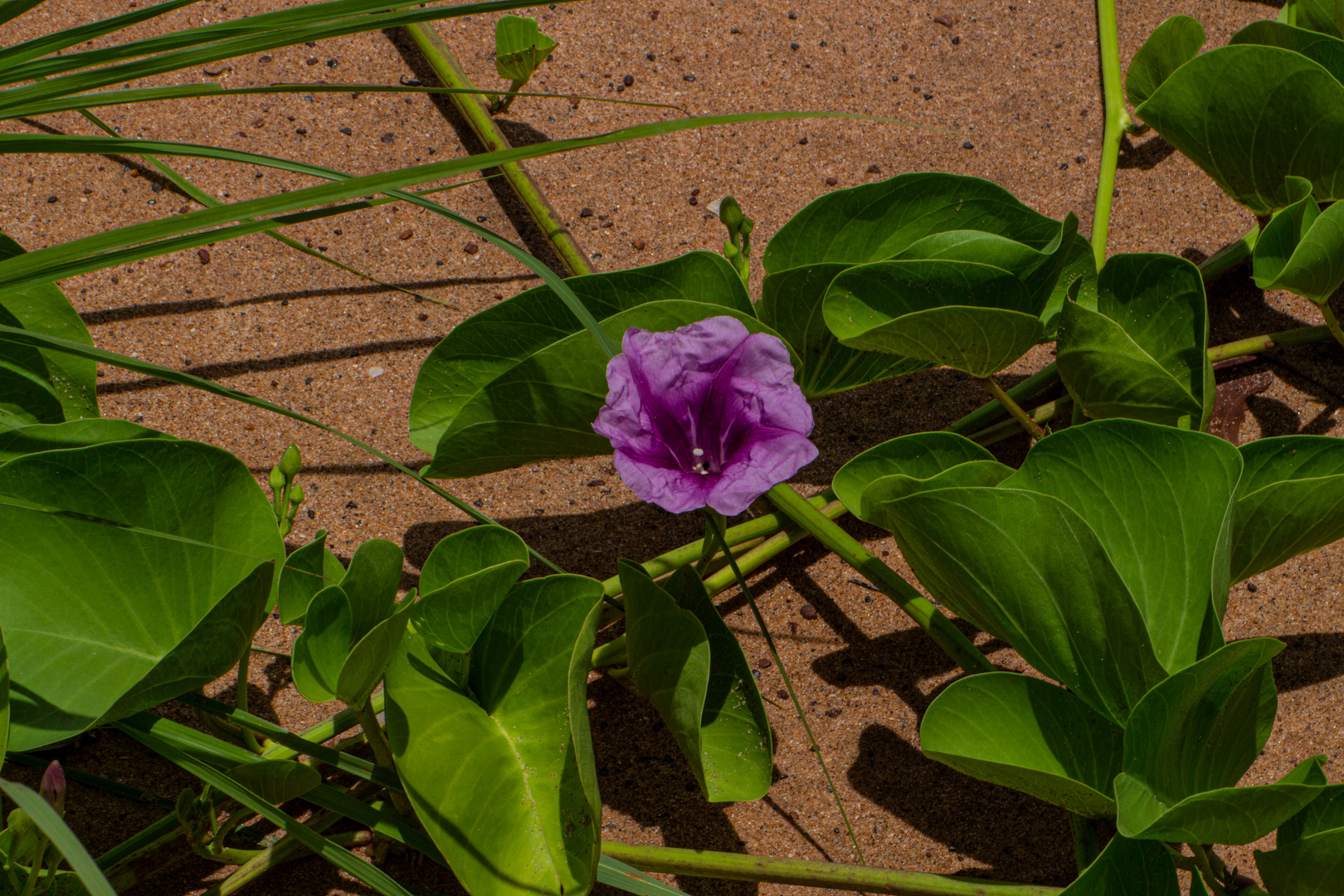 Ipomoea pes-caprae ssp. brasiliensis