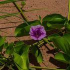 Ipomoea pes-caprae ssp. brasiliensis