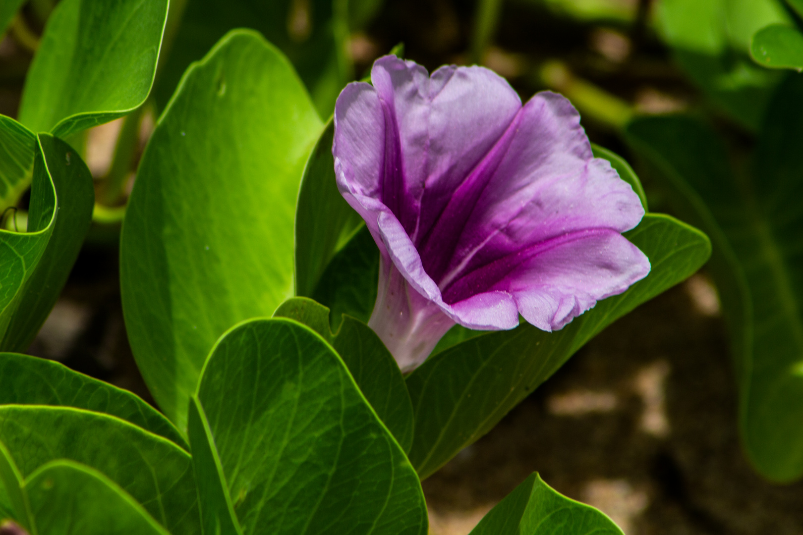 Ipomoea pes-caprae ssp. brasiliensis