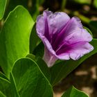 Ipomoea pes-caprae ssp. brasiliensis