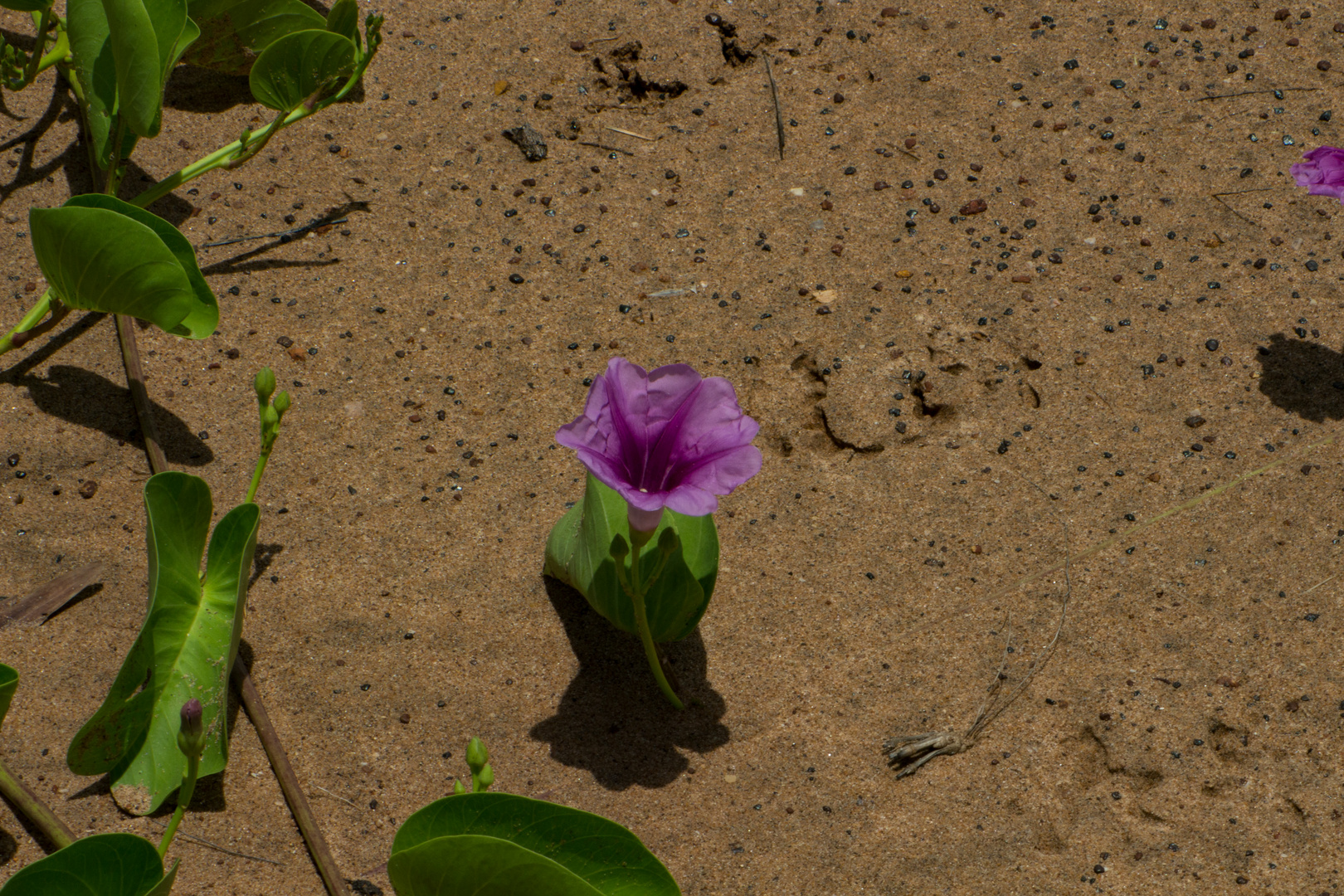 Ipomoea pes-caprae ssp. brasiliensis, Mandorah Beach, Cox Peninsula, Northern Territory, Feb. 2017