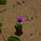 Ipomoea pes-caprae ssp. brasiliensis, Mandorah Beach, Cox Peninsula, Northern Territory, Feb. 2017