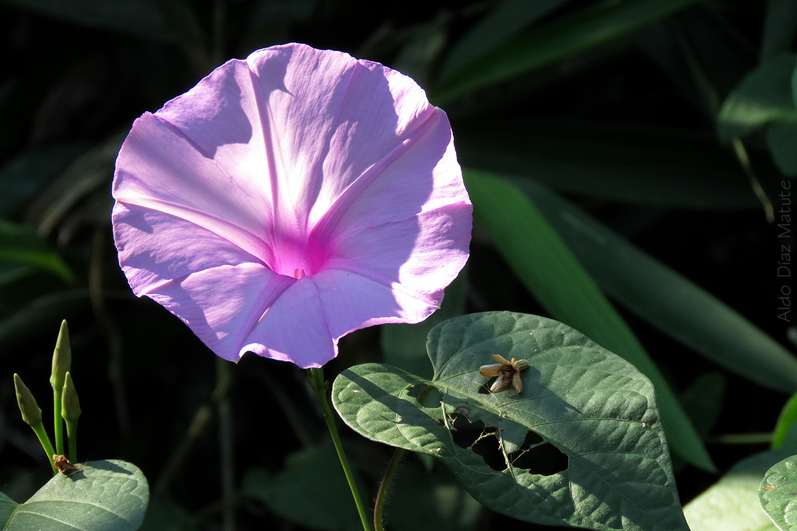 Ipomoea purpurea