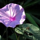 Ipomoea purpurea