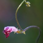 Ipomoea purpurea Roth