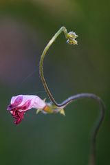 Ipomoea purpurea Roth