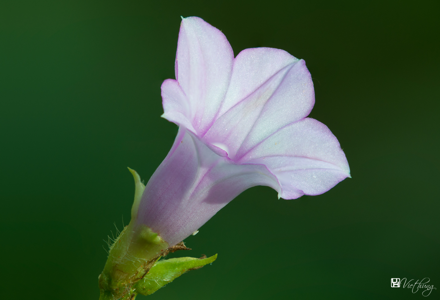 Ipomoea triloba