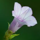 Ipomoea triloba