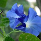 Ipomoea violacea (2)