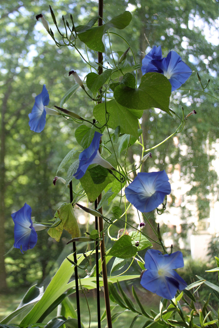 Ipomoea violacea (3)