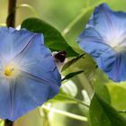 Ipomoea violacea