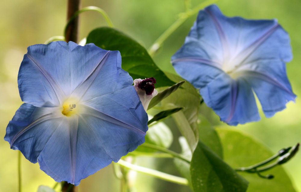 Ipomoea violacea