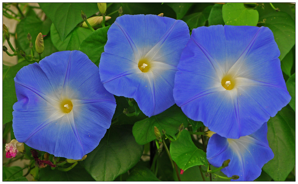 Ipomoea x 3