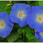 Ipomoea x 3