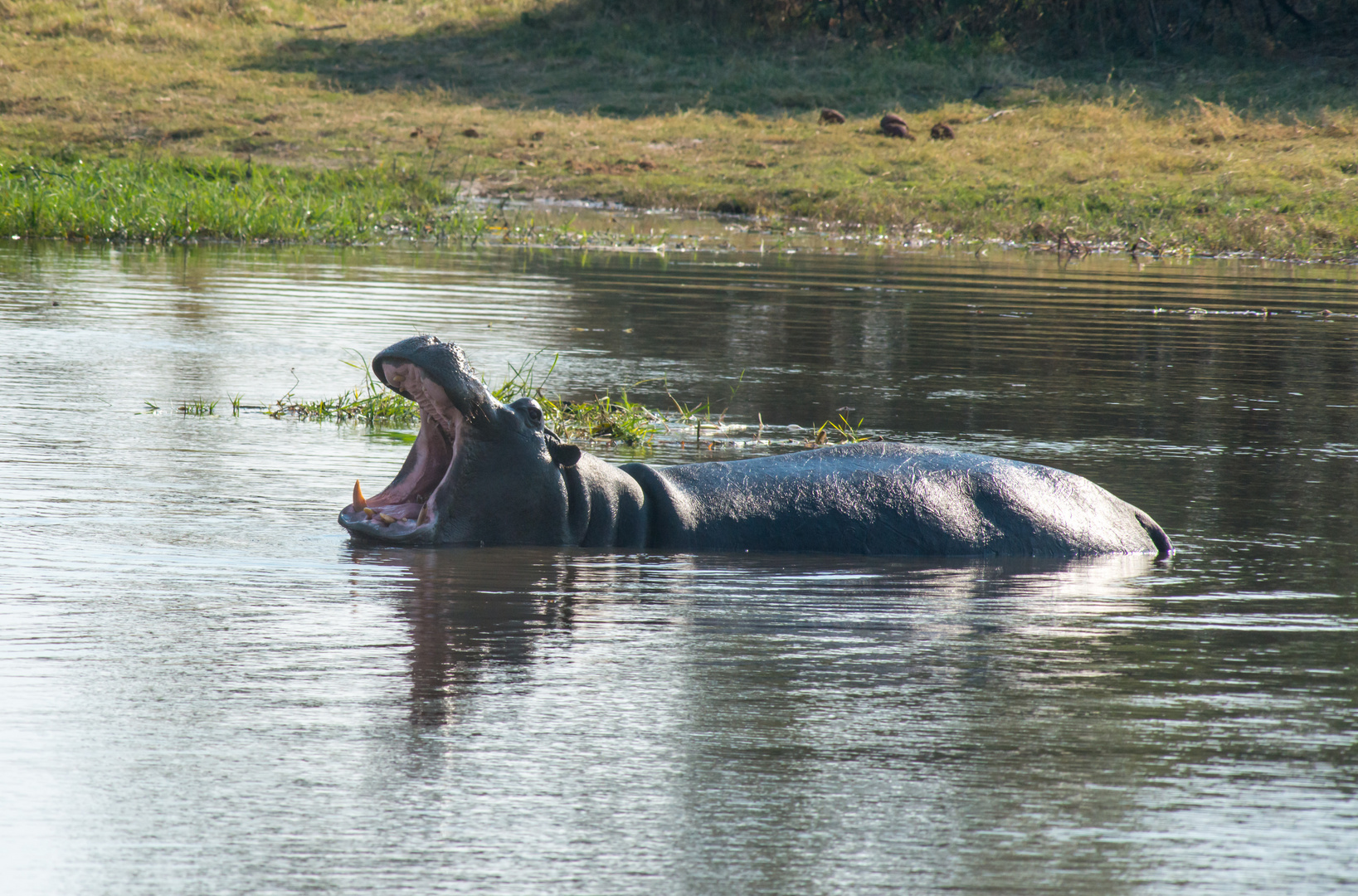 Ippopotamo