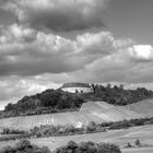 Ipsheimer Weinberge