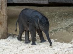 Iqhwa, sie ist der Star im Elefanten Gehege Schönbrunn...