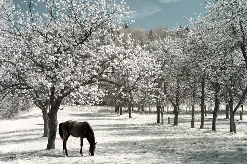 IR auf der Weide