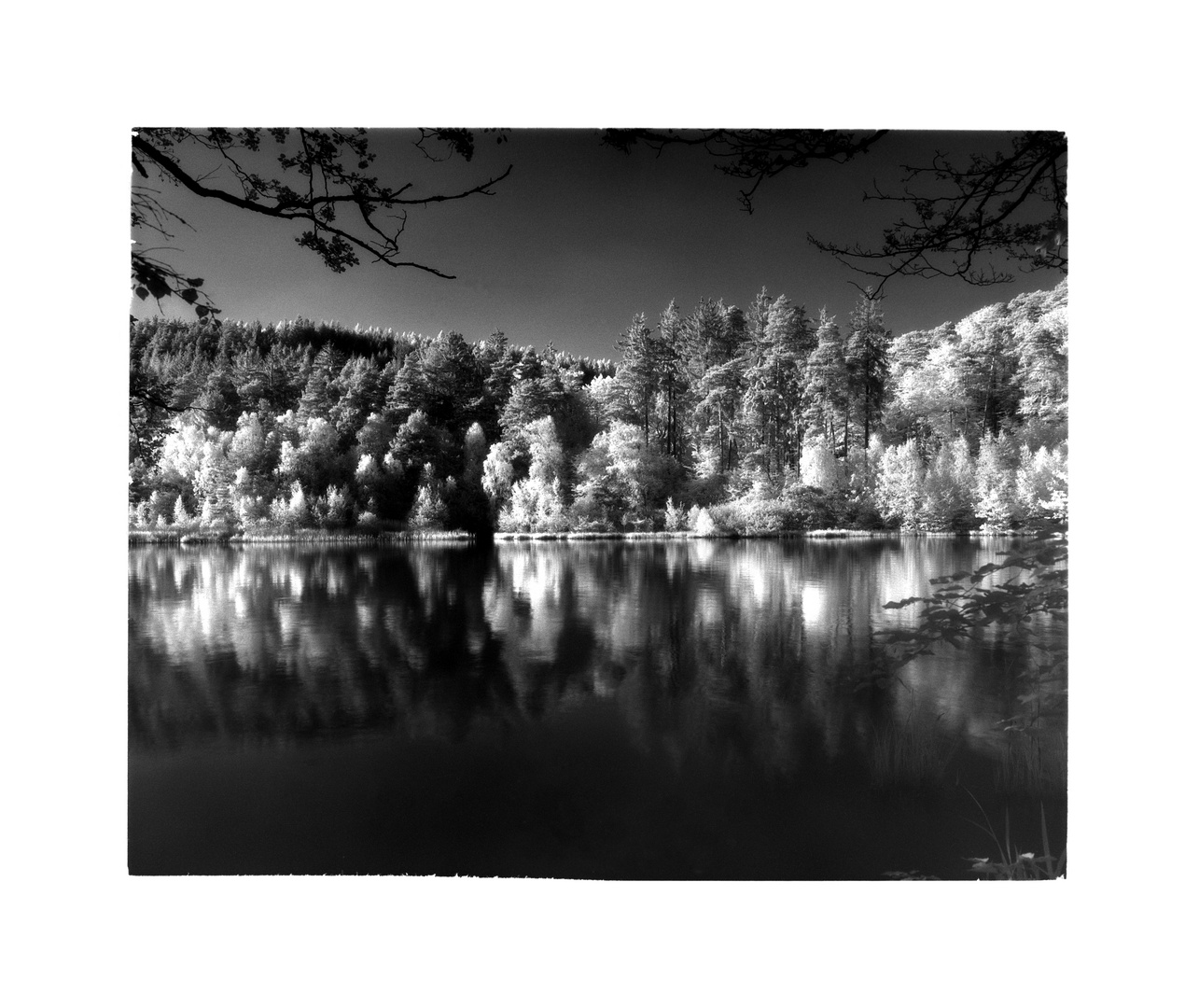 IR-Aufnahme am Gelterswoog bei Kaiserslautern