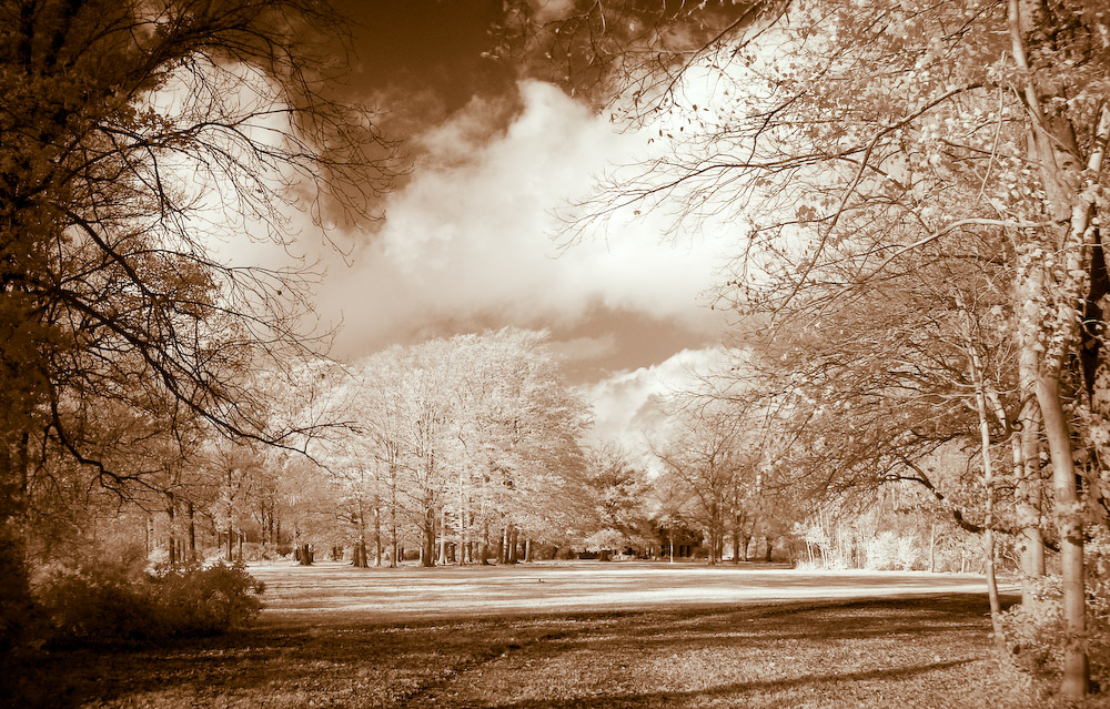 IR Autumn Forest Pano