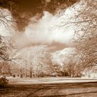 IR Autumn Forest Pano