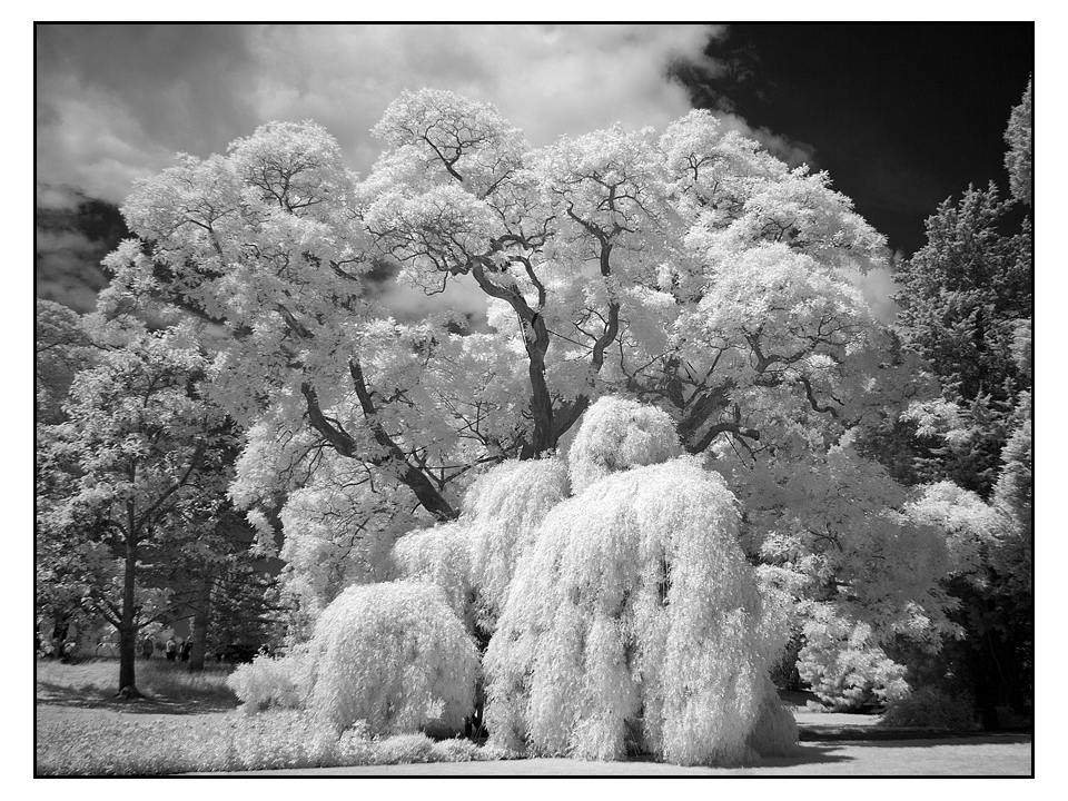 IR-Bäume