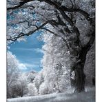 ~ IR-Baum ~