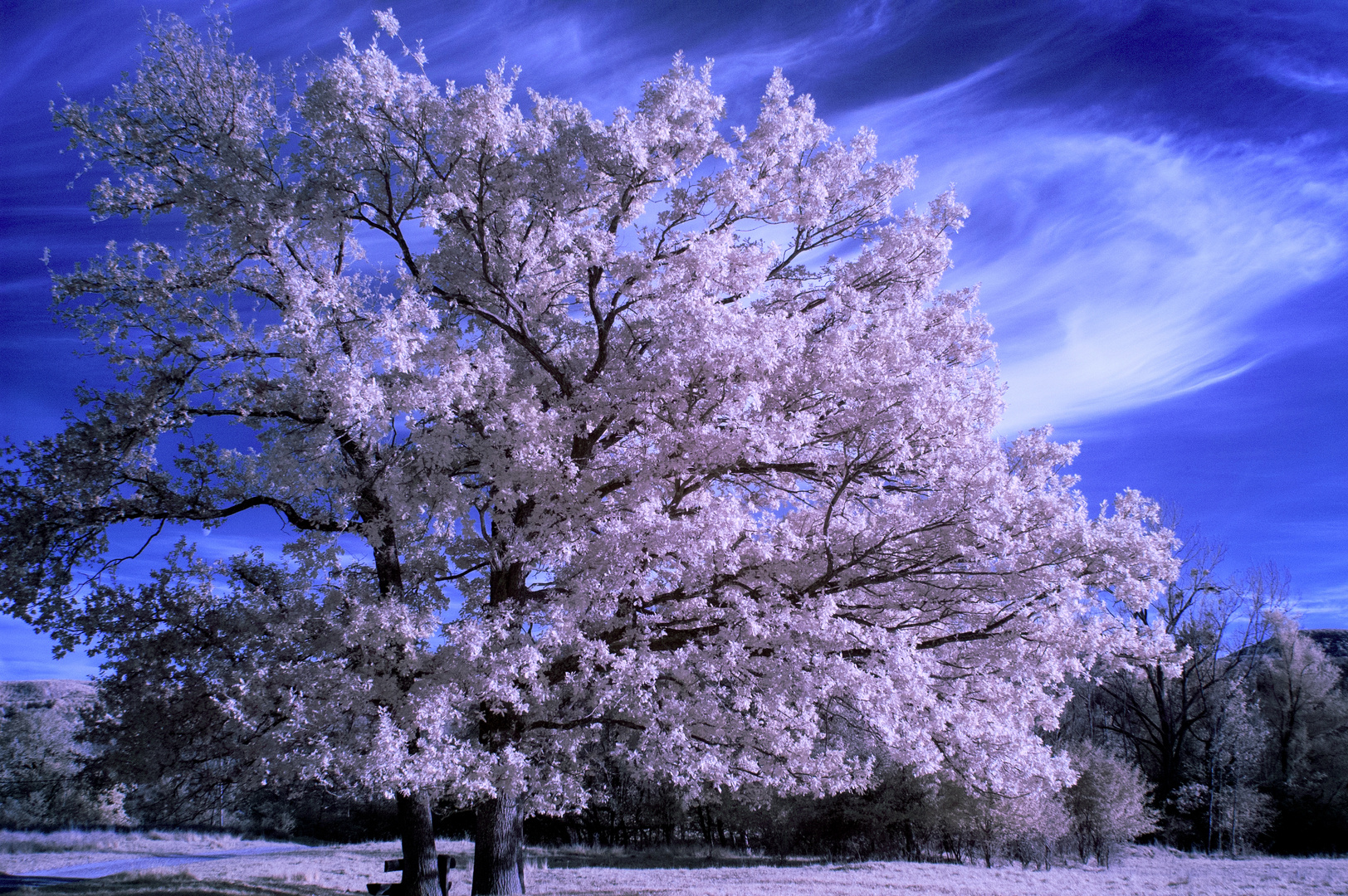 IR-Baum