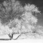 IR Baum