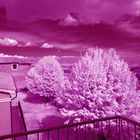 IR church and tree