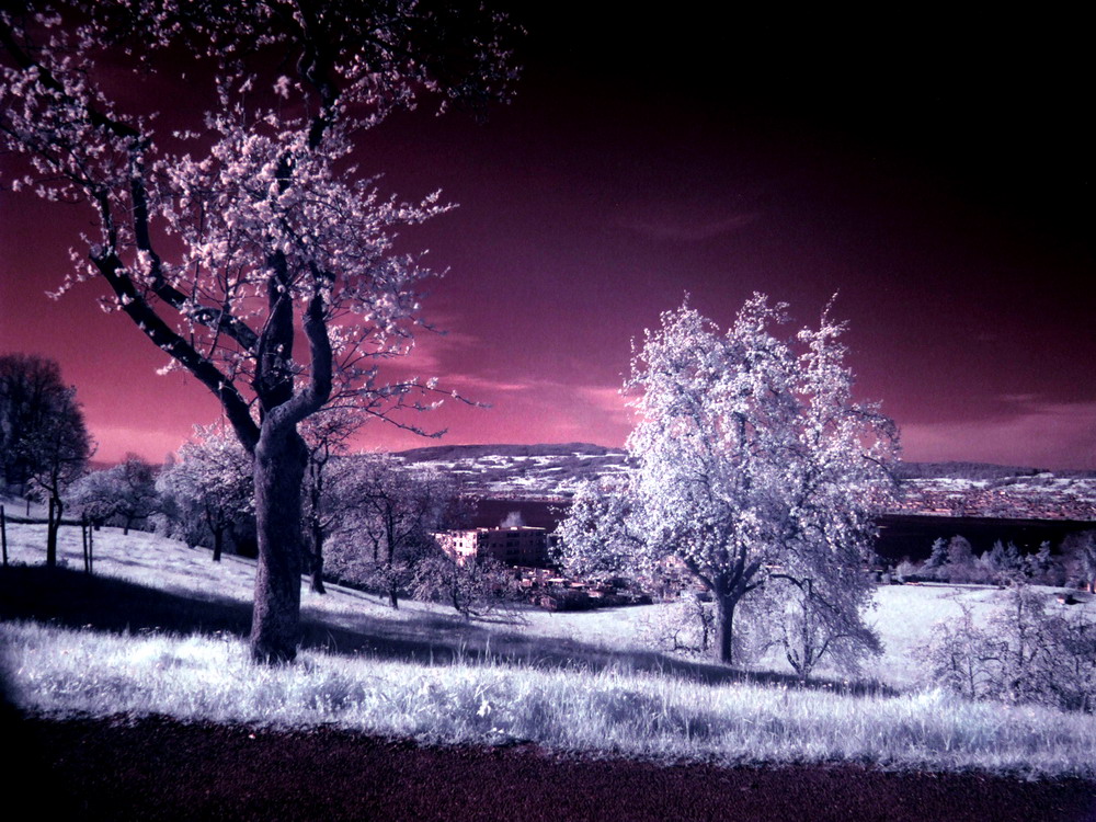 IR: Frühlingserwachen am Zürichsee II