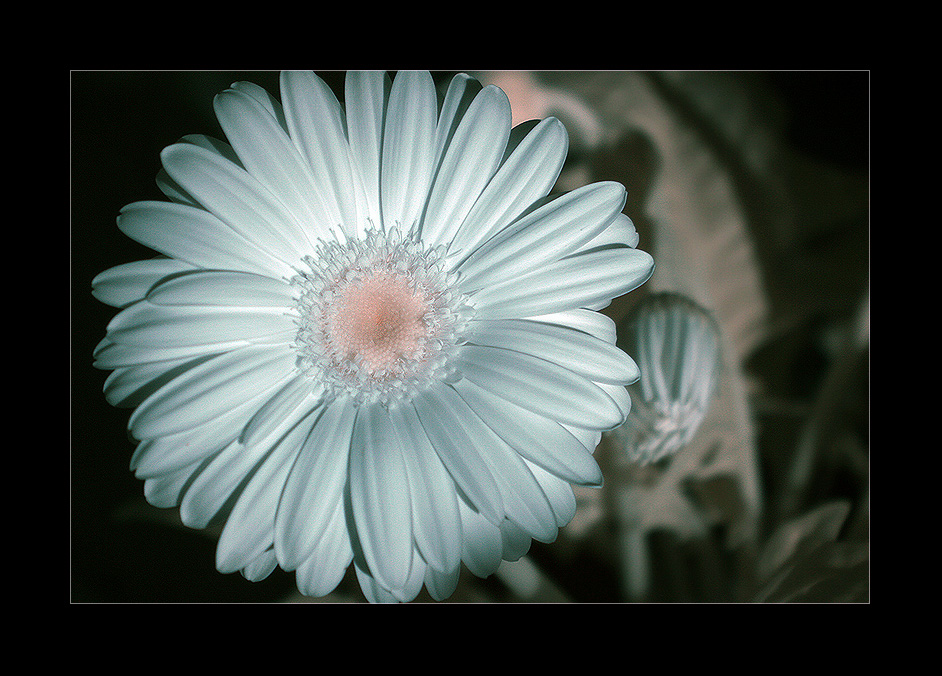 IR-Gerbera