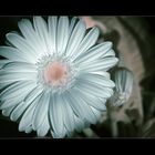 IR-Gerbera